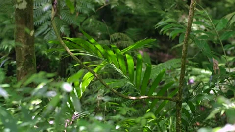 Tropical forest interior. Background of a rainforest. Drone view of Bali. Stock Footage 295972814