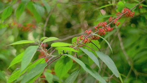Tropical forest interior. Background of a rainforest. Drone view of Bali. Stock Footage 295972825