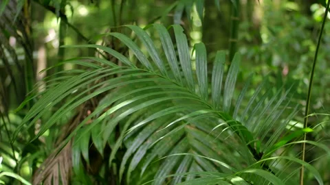 Tropical forest interior. Background of a rainforest. Drone view of Bali. Stock Footage 295972886