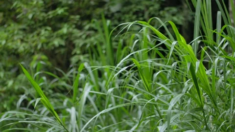 Tropical forest interior. Background of a rainforest. Drone view of Bali. Stock Footage 296021610