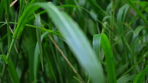 Tropical forest interior. Background of a rainforest. Drone view of Bali. Stock Footage 296072204