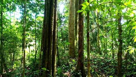 Tropical forest interior with different species visible by the thick trees Stock Footage 234933408