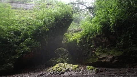 Tropical forest interior. Nature background of a rainforest Stock Footage 243752824