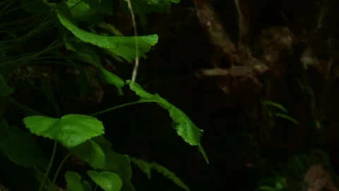 Tropical forest interior. Nature background of a rainforest Stock Footage 243753569