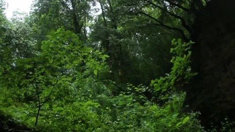 Tropical forest interior. Nature background of a rainforest Stock Footage 243756134