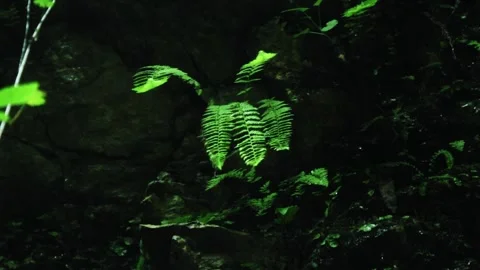 Tropical forest interior. Nature background of a rainforest Stock Footage 243756177