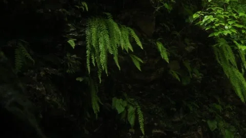 Tropical forest interior. Nature background of a rainforest Stock Footage 243756249