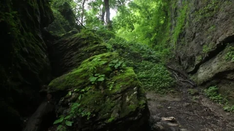 Tropical forest interior. Nature background of a rainforest Stock Footage 243757672