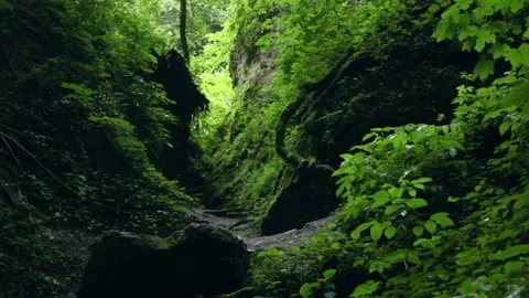  Tropical forest interior. Nature background of a rainforest Stock Footage 243757678