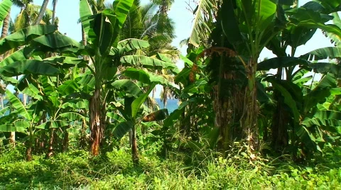 Tropical forest on the island oriental Mindoro in the Philippines Stock Footage 87053