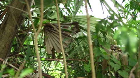 Tropical Forest Jungle Stock Footage 137448787