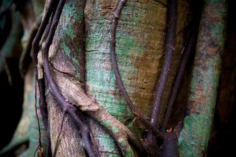 Tropical forest, jungle, mangrove trees at Con Dao island in Vietnam. Stock Photos