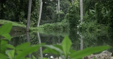 Tropical forest with lake in Cuba 스톡 동영상 62597367