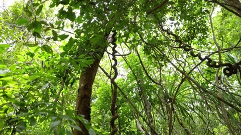 Tropical Forest Landscape – Dense Green Jungle Canopy Stock Footage 337569228