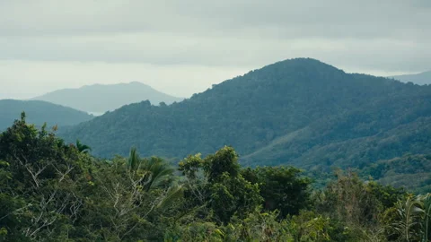 Tropical Forest Landscape 動画素材 89104861