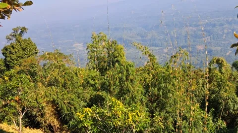 Tropical forest landscape with trees and mountain range 库存影片 330466592
