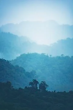 Tropical forest layers Stock Photos