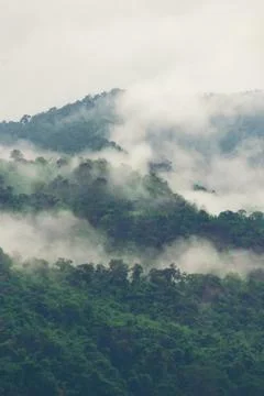 Tropical forest layers Stock Photos