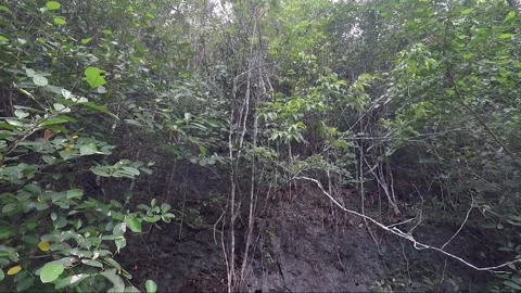 Tropical Forest, Limestone Rock Formation near the beach, Negros, Philippines 動画素材 263346230