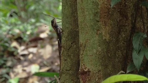 Tropical Forest Lizard Clinging to Jungle Tree Trunk Stockbeeldmateriaal 335355774