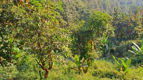 Tropical forest with lush green trees and plants Vídeo Stock 331656495