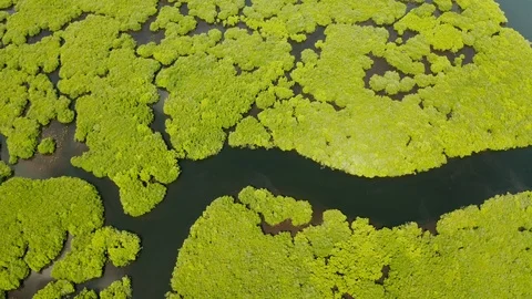 Tropical forest with mangrove trees, the view from the top. Mangroves and rivers Stock Footage