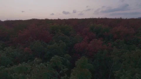 Tropical forest for miles Stock Footage 300525015