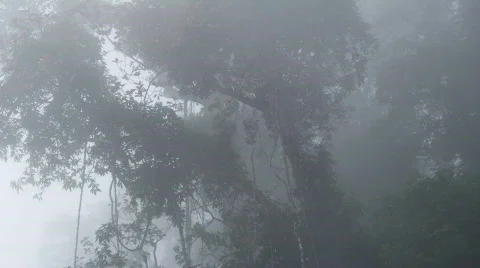 Tropical forest in the mist 2 스톡 동영상 507288