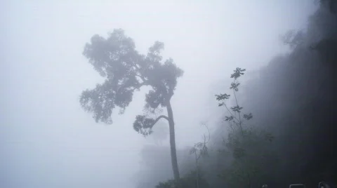 Tropical forest in the mist 스톡 동영상 507260