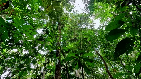 Tropical forest with monkeys hidden between the green leaves Видео 336924636