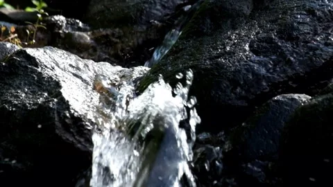 Tropical forest with natural vegetation Stock Footage 297629958
