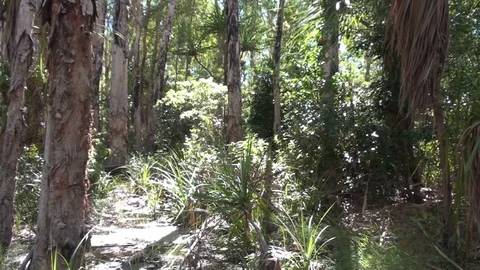 Tropical Forest in the North of Australia Stock Footage 74812092
