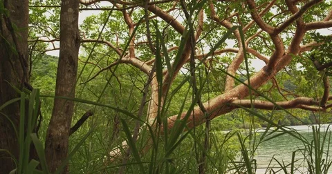 Tropical forest with ocean view. Costa Rica. Stock Footage 82707272