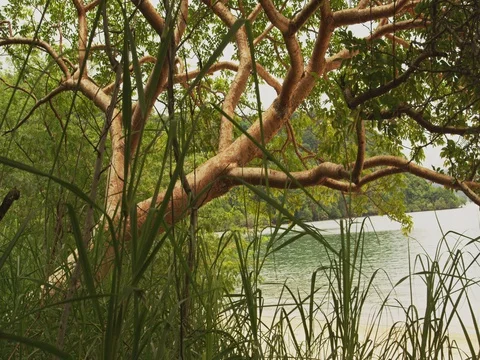 Tropical forest with ocean view. Costa Rica. Stock Footage 82707310