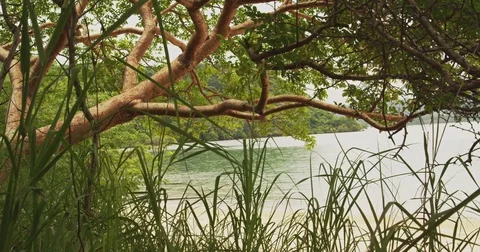 Tropical forest with ocean view. Costa Rica. Stock Footage 82707383
