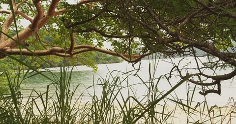 Tropical forest with ocean view. Costa Rica. Stock Footage 82707443