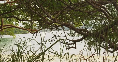 Tropical forest with ocean view. Costa Rica. Stock Footage 82708220