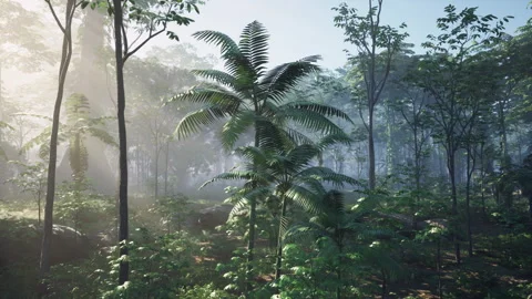 Tropical forest with palm trees during day sunlight Stock Footage 252323150