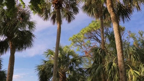 A tropical forest with palm trees on a summer da Stock Footage 84596104