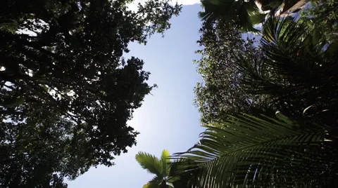 Tropical forest, palm trees in sunlight Stock Footage 59837307