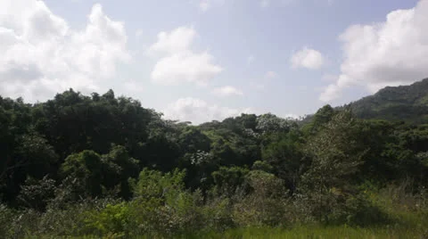 Tropical forest panorama 스톡 동영상 23116760