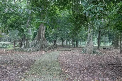 Tropical Forest Path Between Mature Buttress Trees Stock Photos