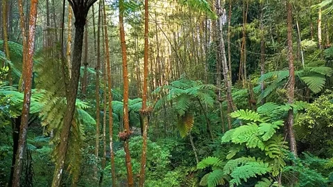 Tropical Forest Path Stock Footage 323142670