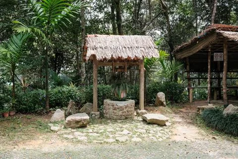 Tropical forest path leads to thatched shelter Stock Photos