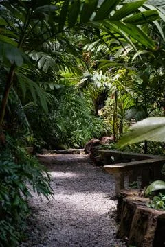 Tropical Forest Path with Lush Greenery Stock Photos