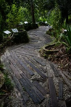 Tropical Forest Path with Lush Greenery Stock Photos