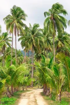 Tropical forest path, palm trees and mountains, Koh Chang island in Thailand, Photos