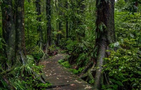 Tropical forest path Stock Photos