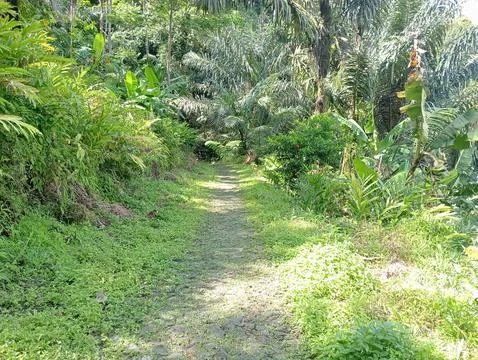 Tropical Forest Path Surrounded by Lush Green Vegetation Stock Photos