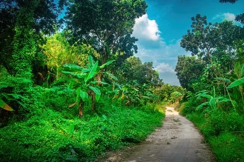 Tropical forest path surrounded by tall banana trees and dense greenery und.. 스톡 사진
